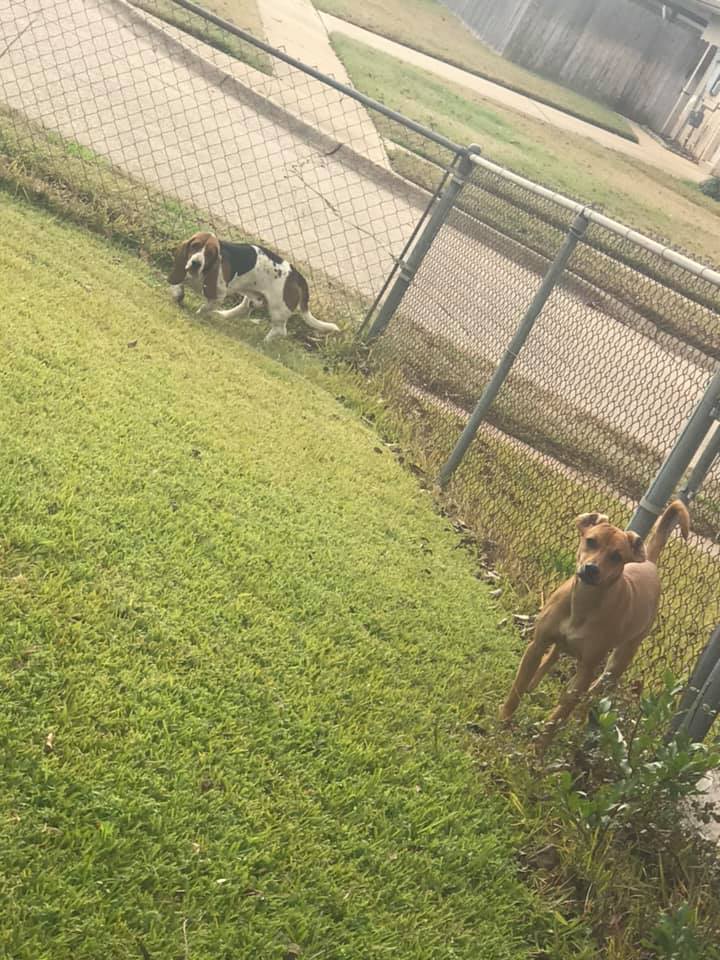 Whoof! Dog Poop Pickup Pooper Scoopers - Photo 4