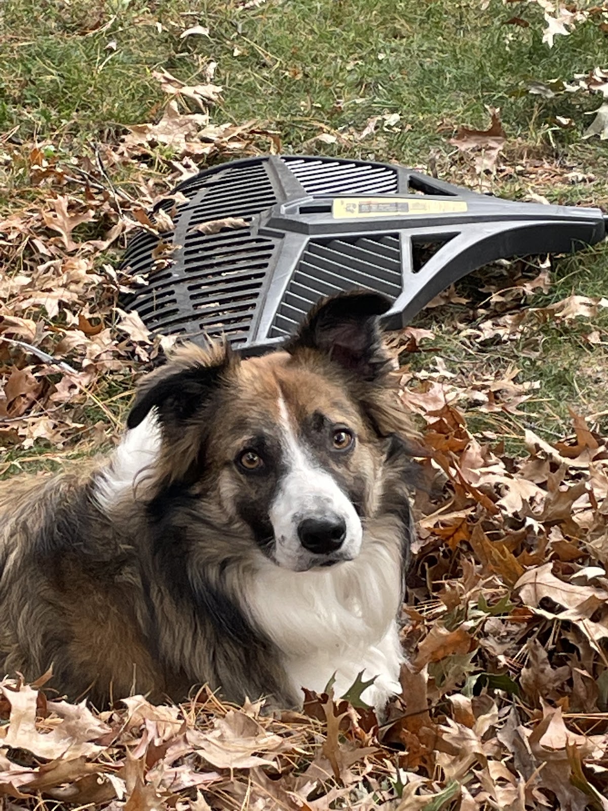 Pawriffic Scoopin - Photo 4