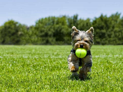 Pet Poop Pickup LLC - Photo 3