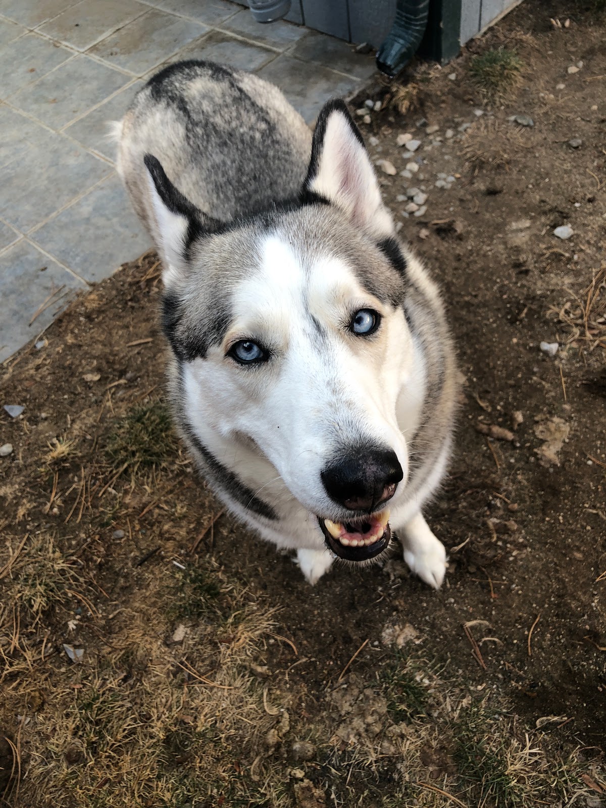 POOP 911 Reno - Photo 3