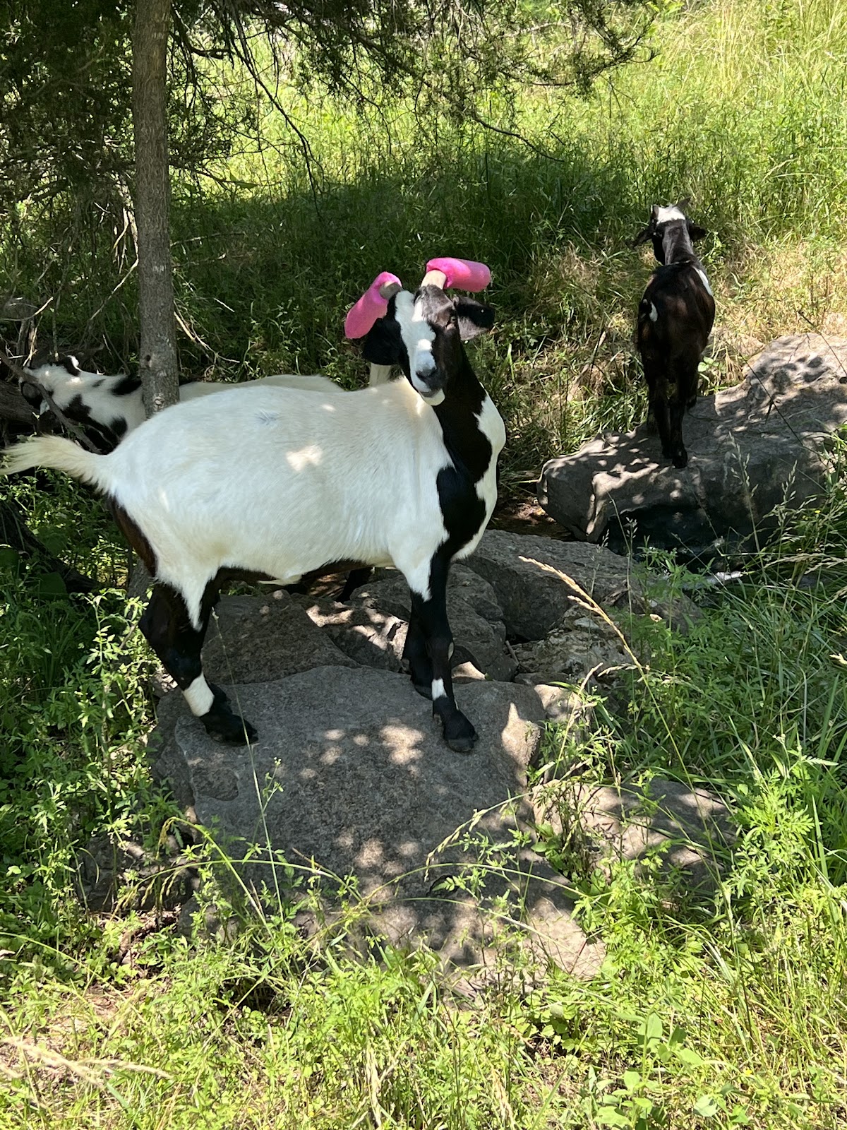 The Poo Whisperer - Pet Waste Removal - Photo 2