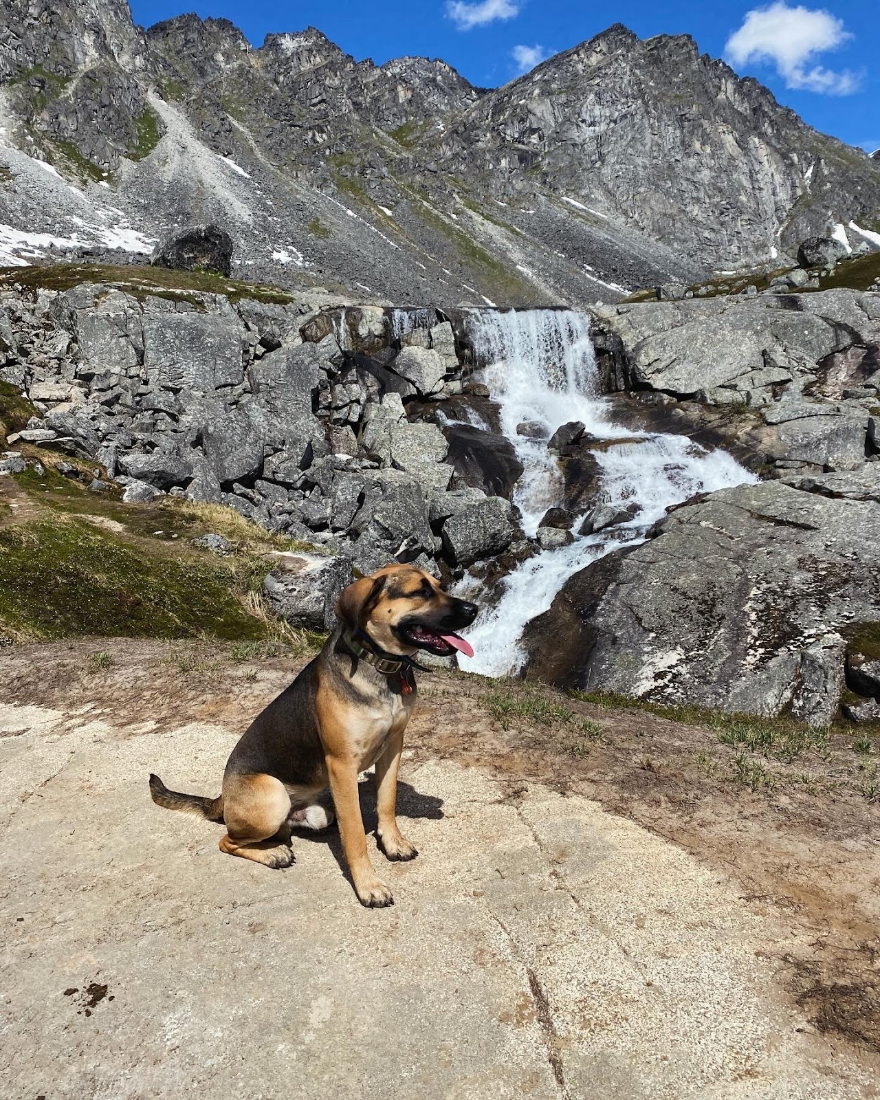 Canine Cleanup Company