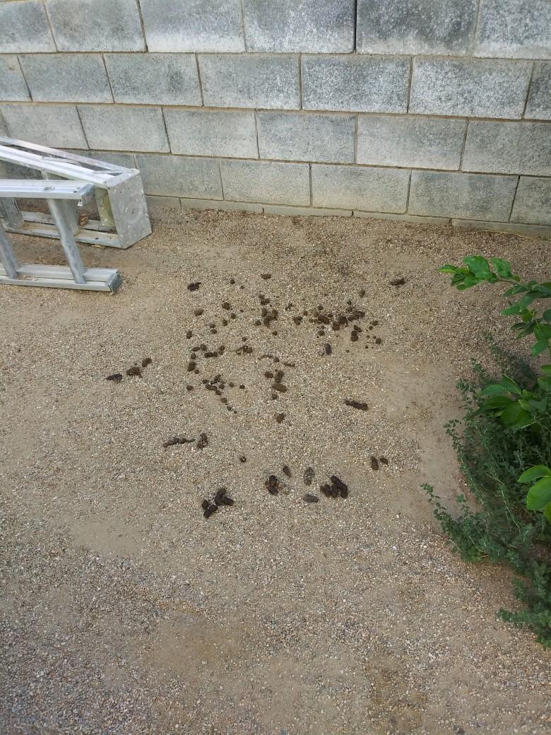 Scoop Dog DOGGY WASTE REMOVAL SERVICES - Photo 3