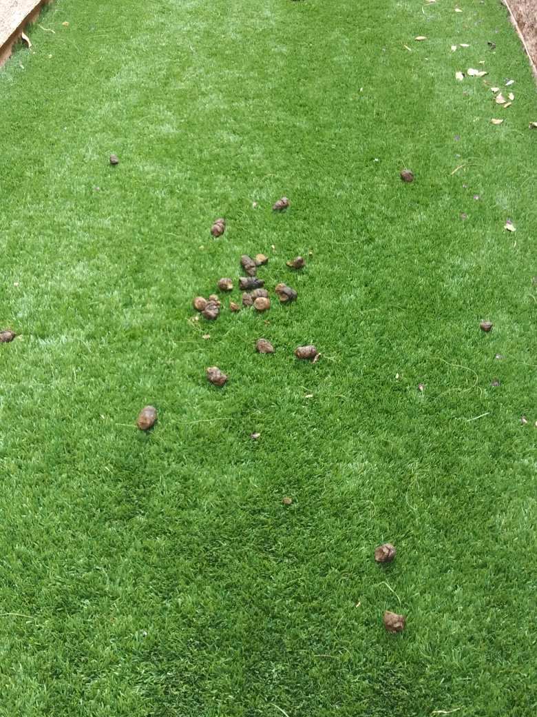 Scoop Dog DOGGY WASTE REMOVAL SERVICES - Photo 4