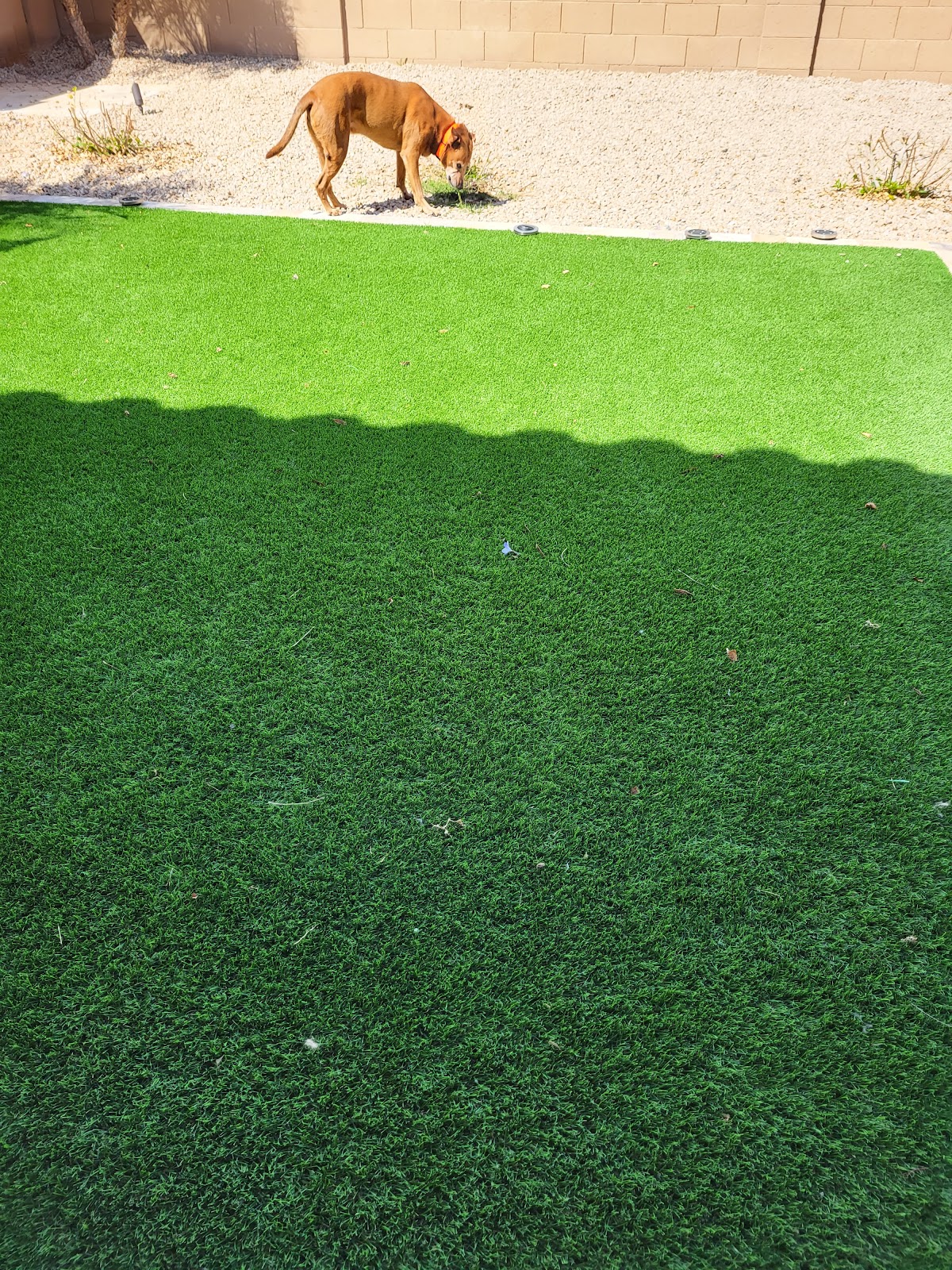 Got Poop AZ - Pet Waste Removal Service