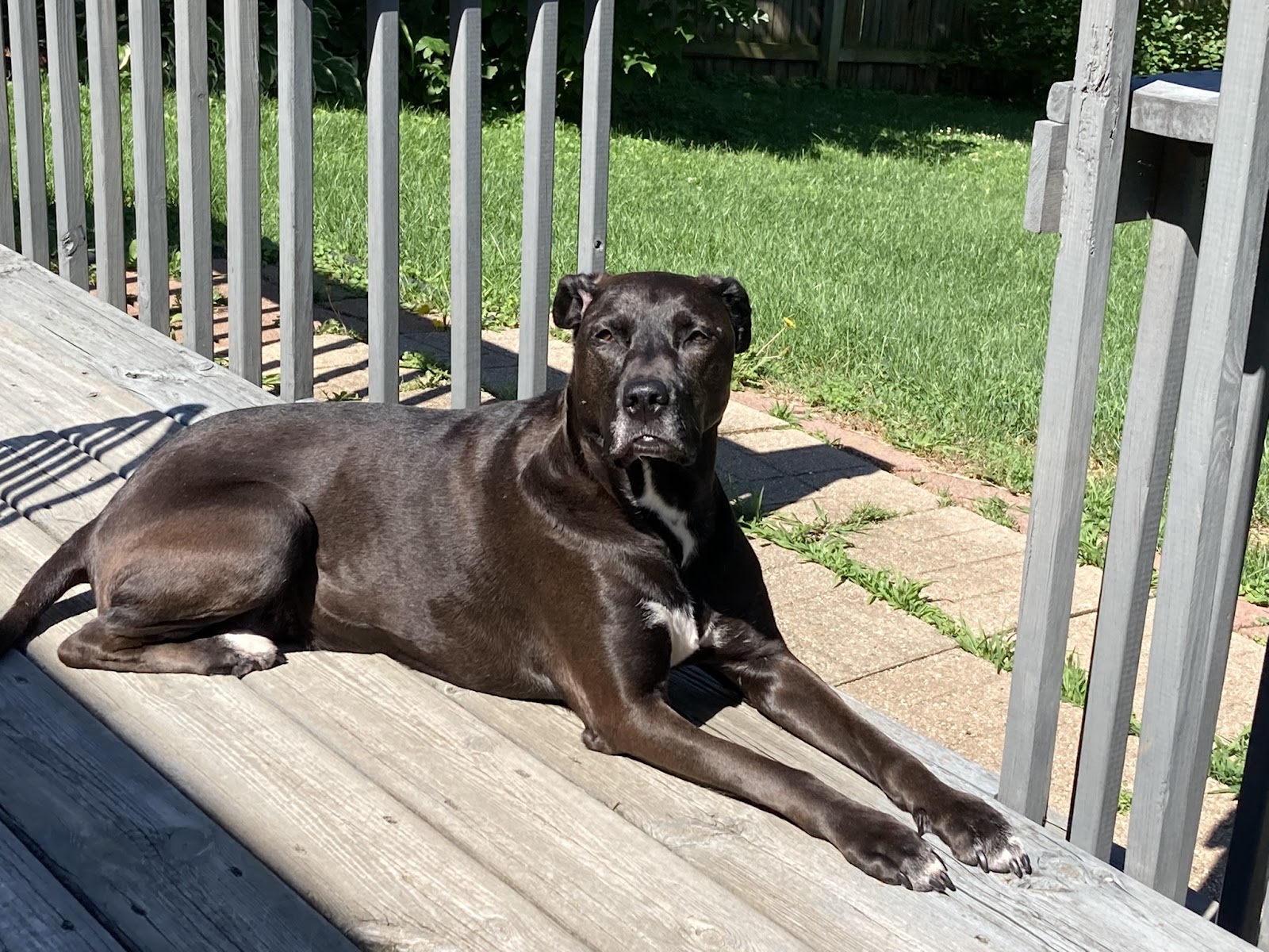 Reporting For Doody - Pet Waste Management - Photo 2