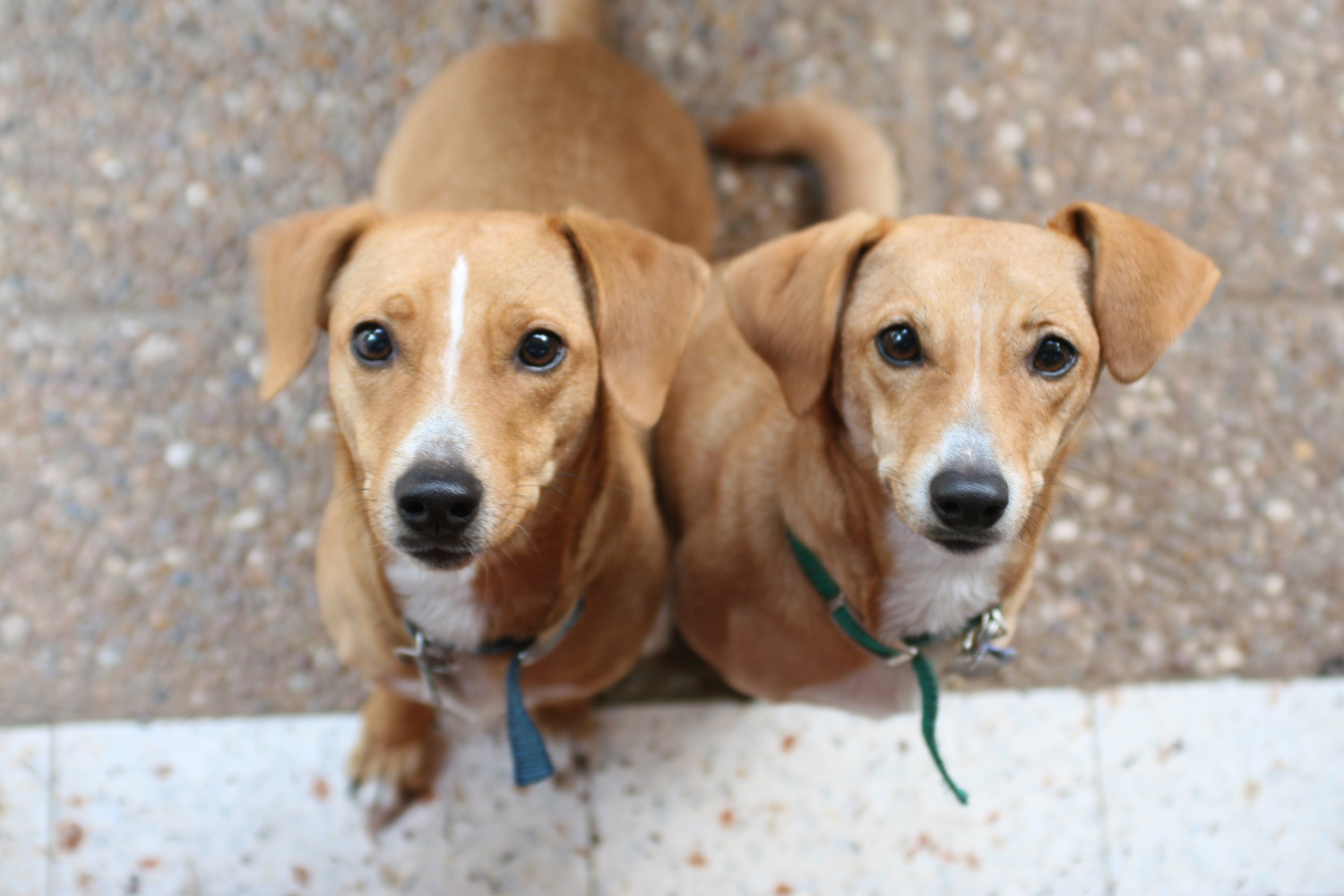 TDKennels LLC Pet Waste Removal