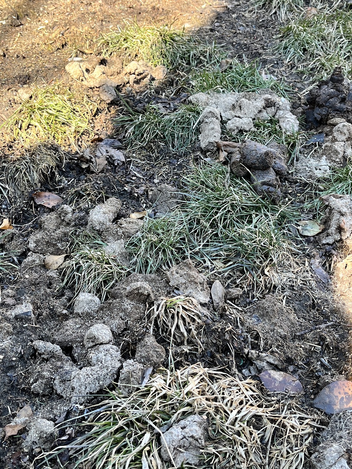 McScoop The Poop, LLC - Photo 4