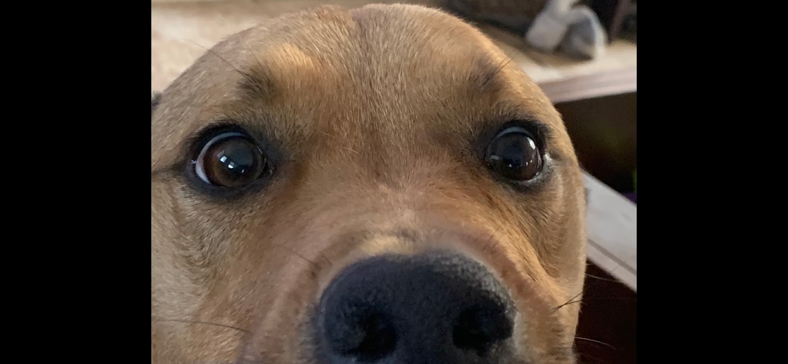 Poop Police - Photo 4