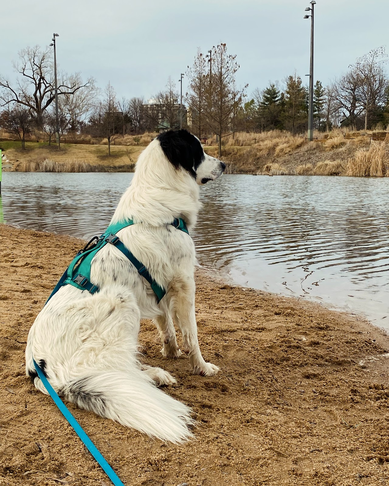 POOP 911 Tulsa - Photo 4