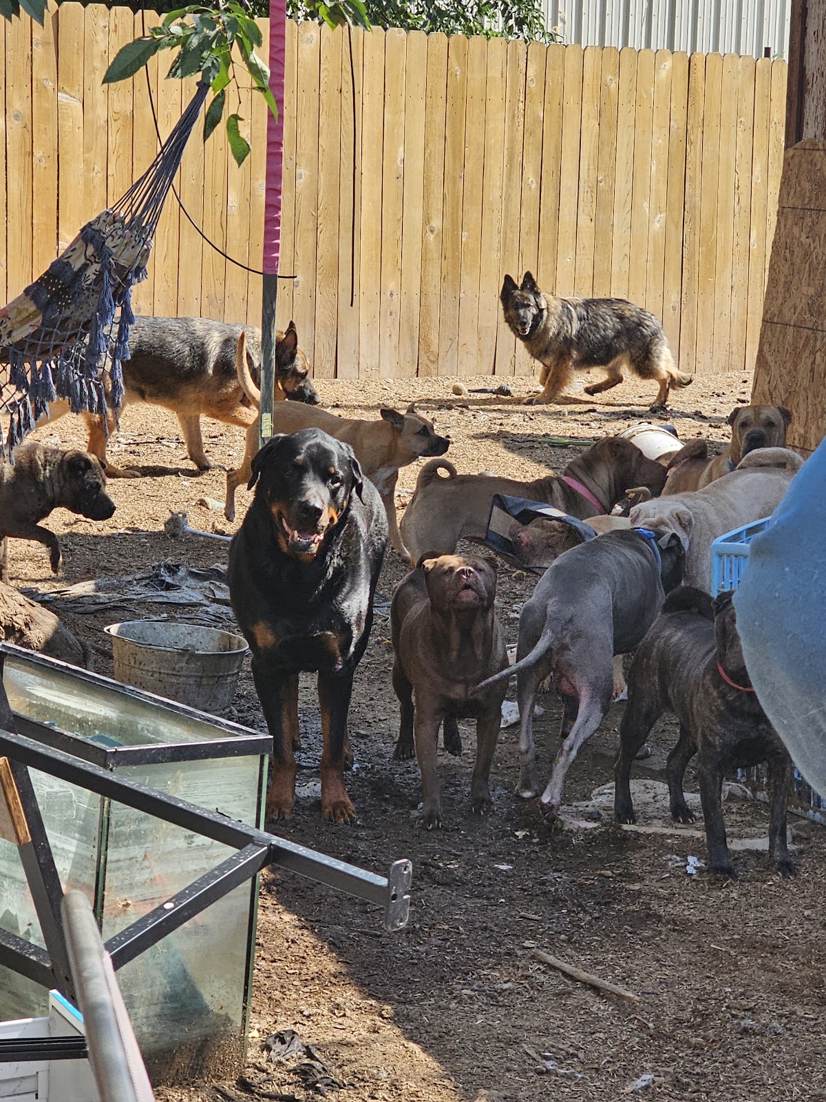 Scoop Crew LLC - Photo 2