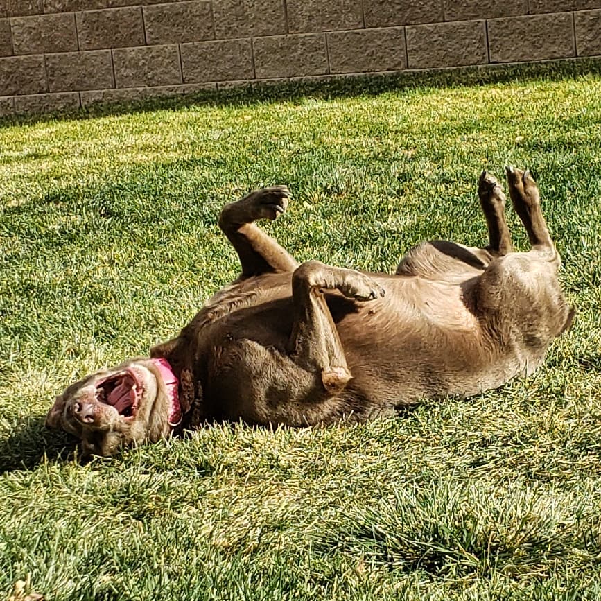 Pet Butler - Photo 4