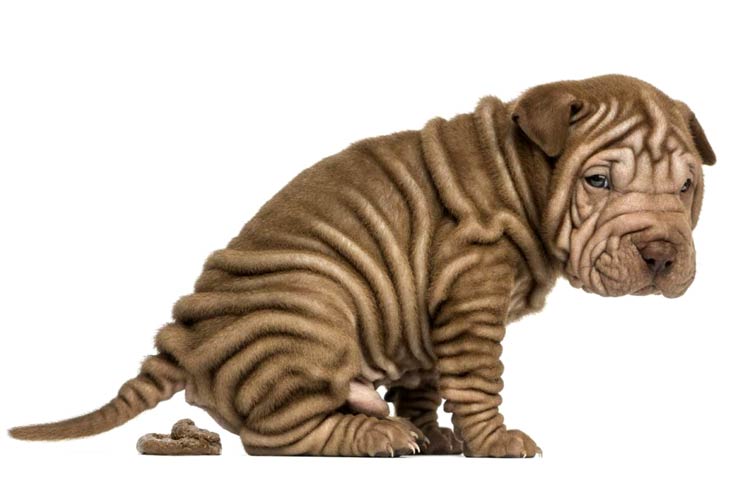 Pup Poop Scoopers - Photo 2