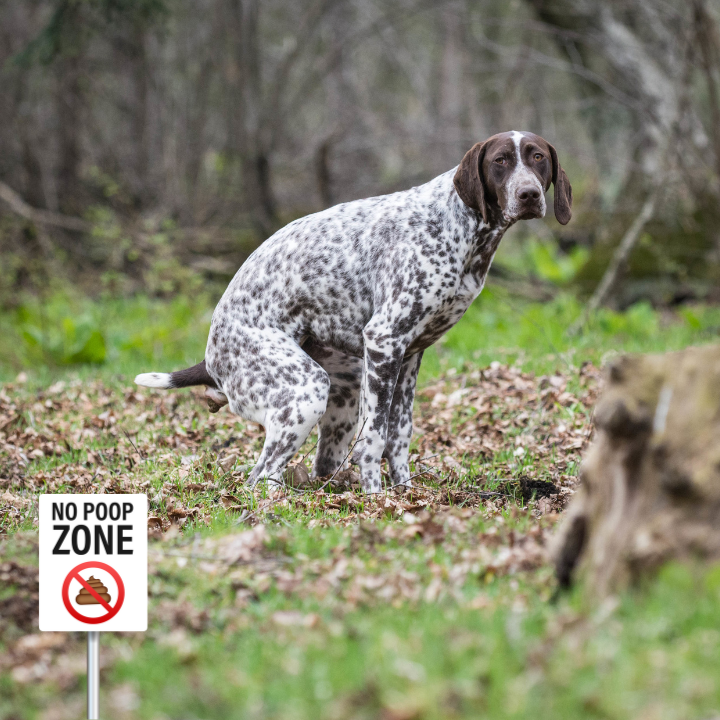 Doggie Pooper Scooper Service - Photo 4