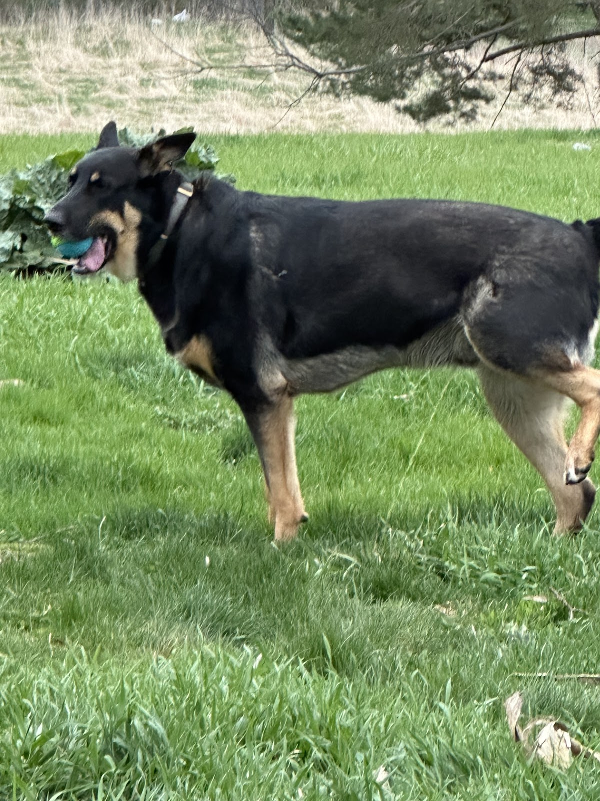 Poo Fighters - Photo 4