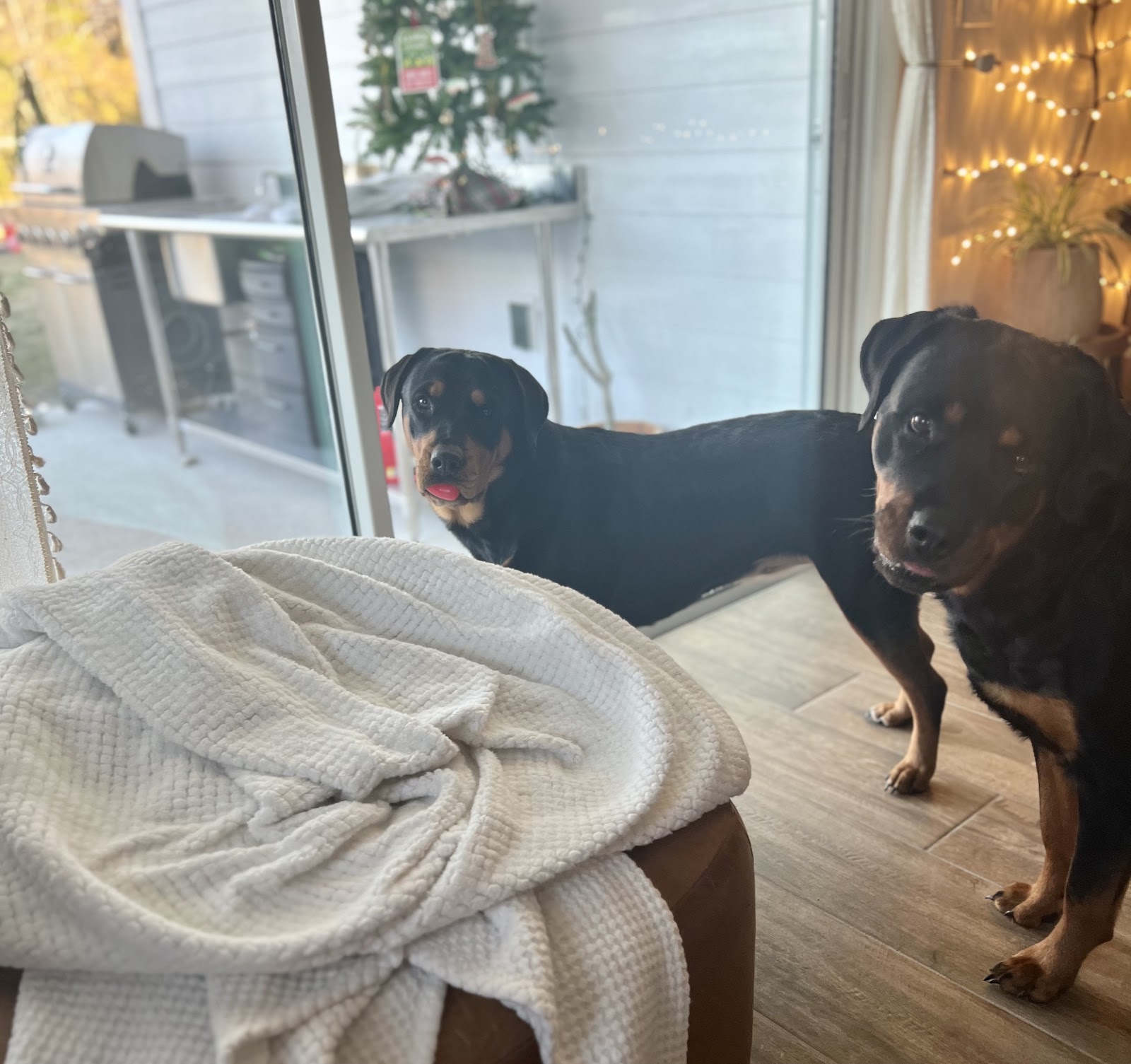 Canine Waste Management