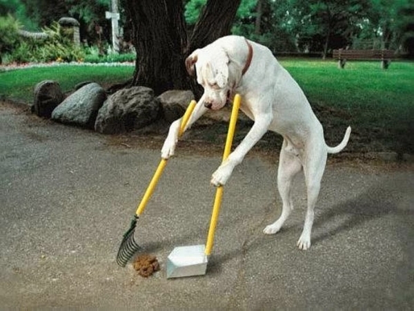 Quick Scoop Pet Clean-Up Service