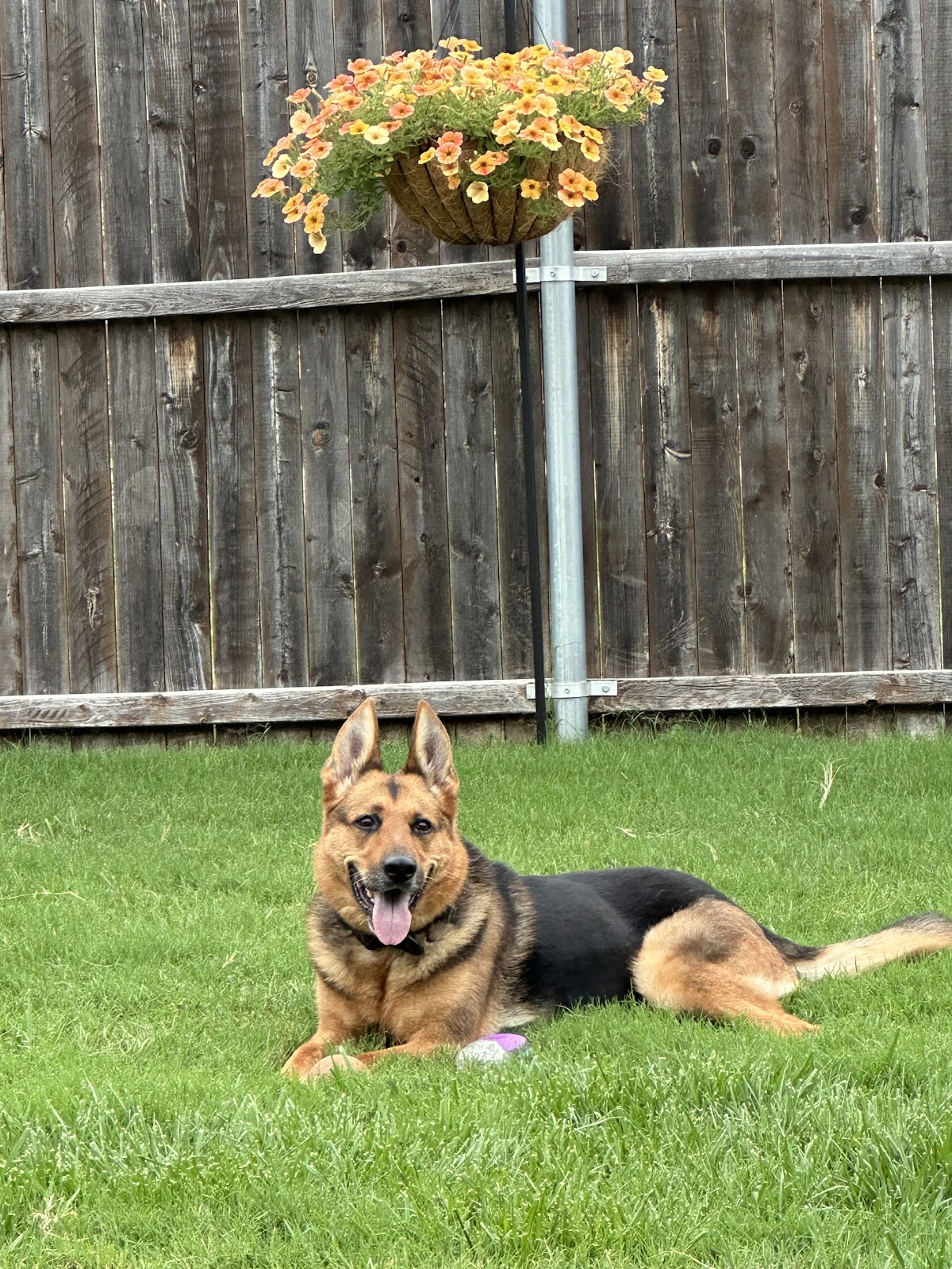 Evergreen Pet Waste Removal - Photo 2