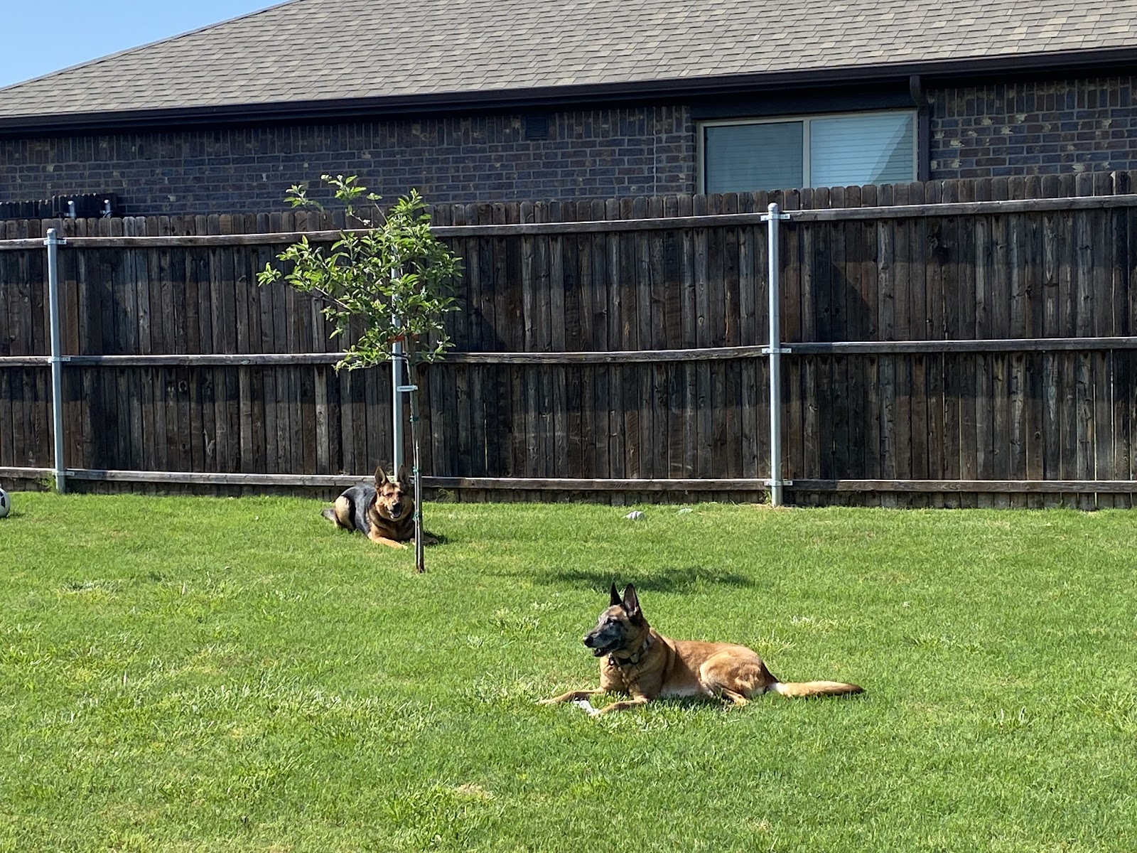 Evergreen Pet Waste Removal - Photo 4