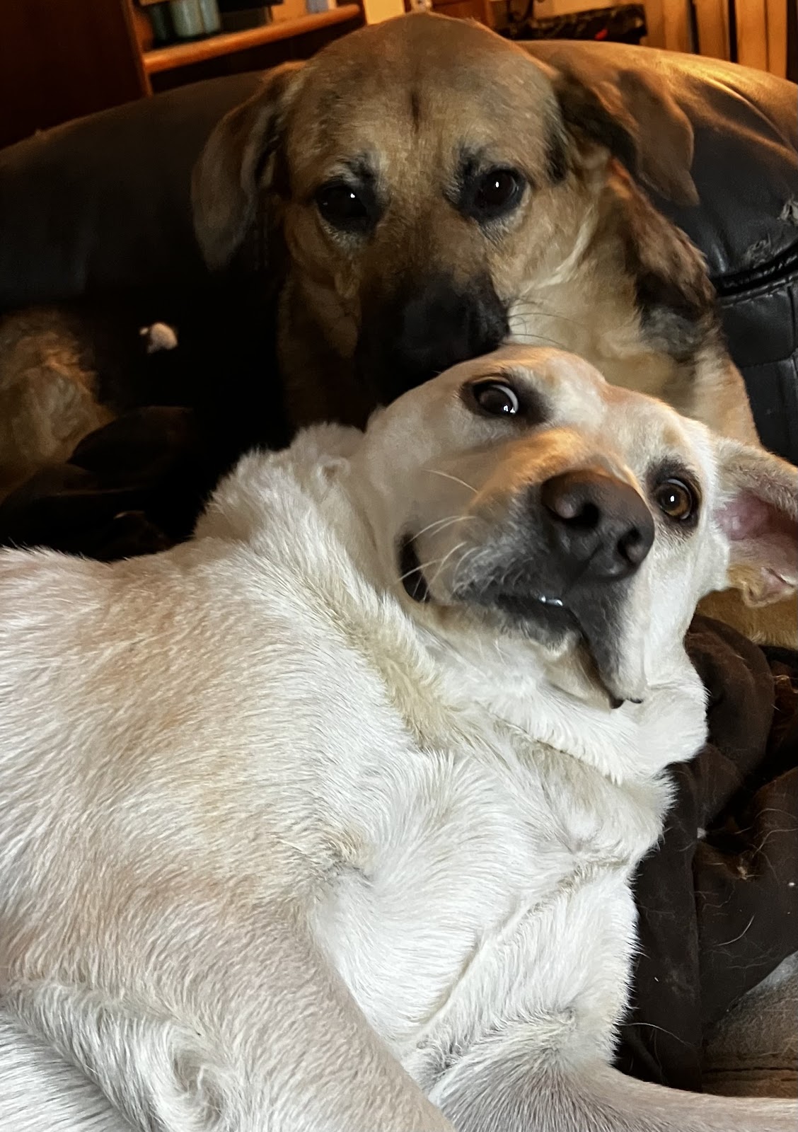 Indy Pet Waste Removal - Photo 2