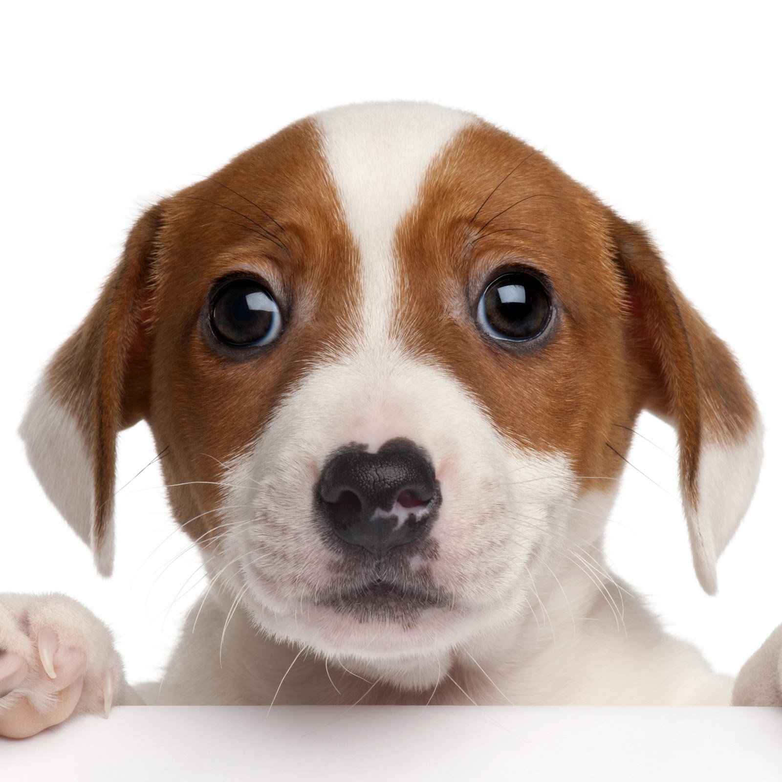 Scoop Hero - Photo 3