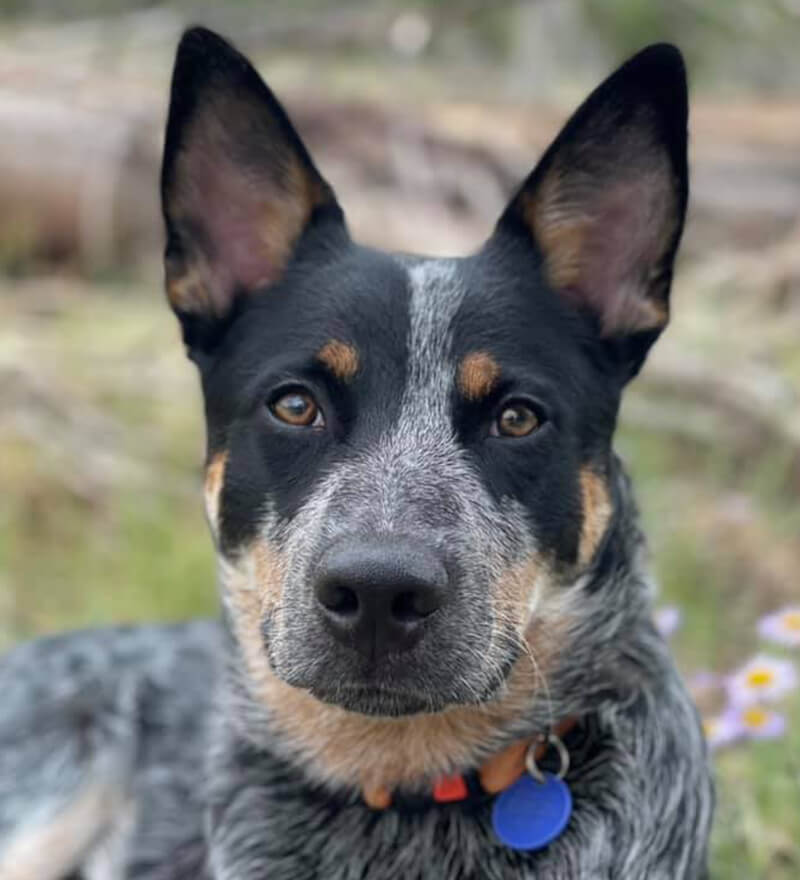 AZ Poo Patrol Pet Waste Removal - Photo 3