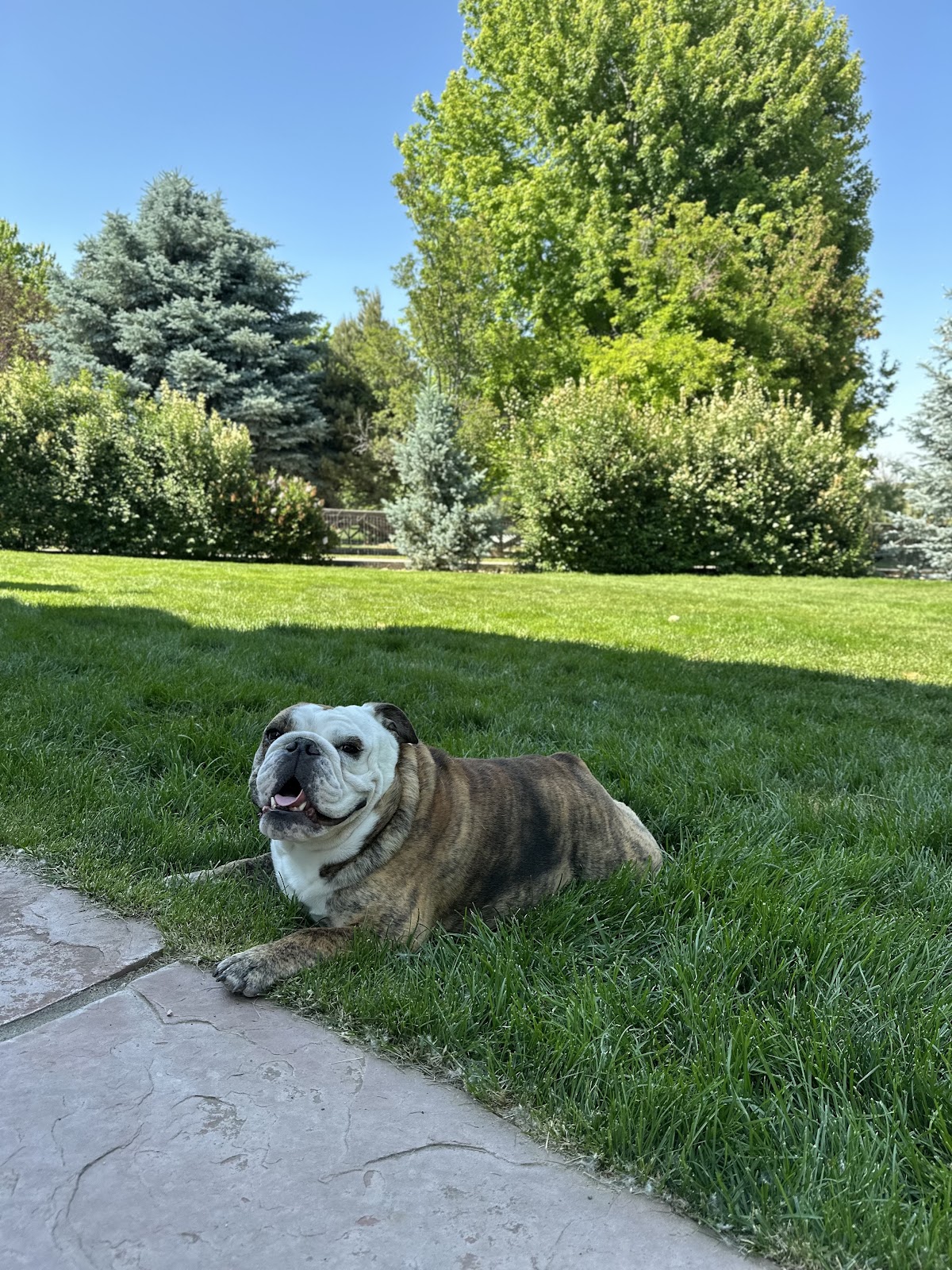 Erie Pooper Scoopers - Photo 3