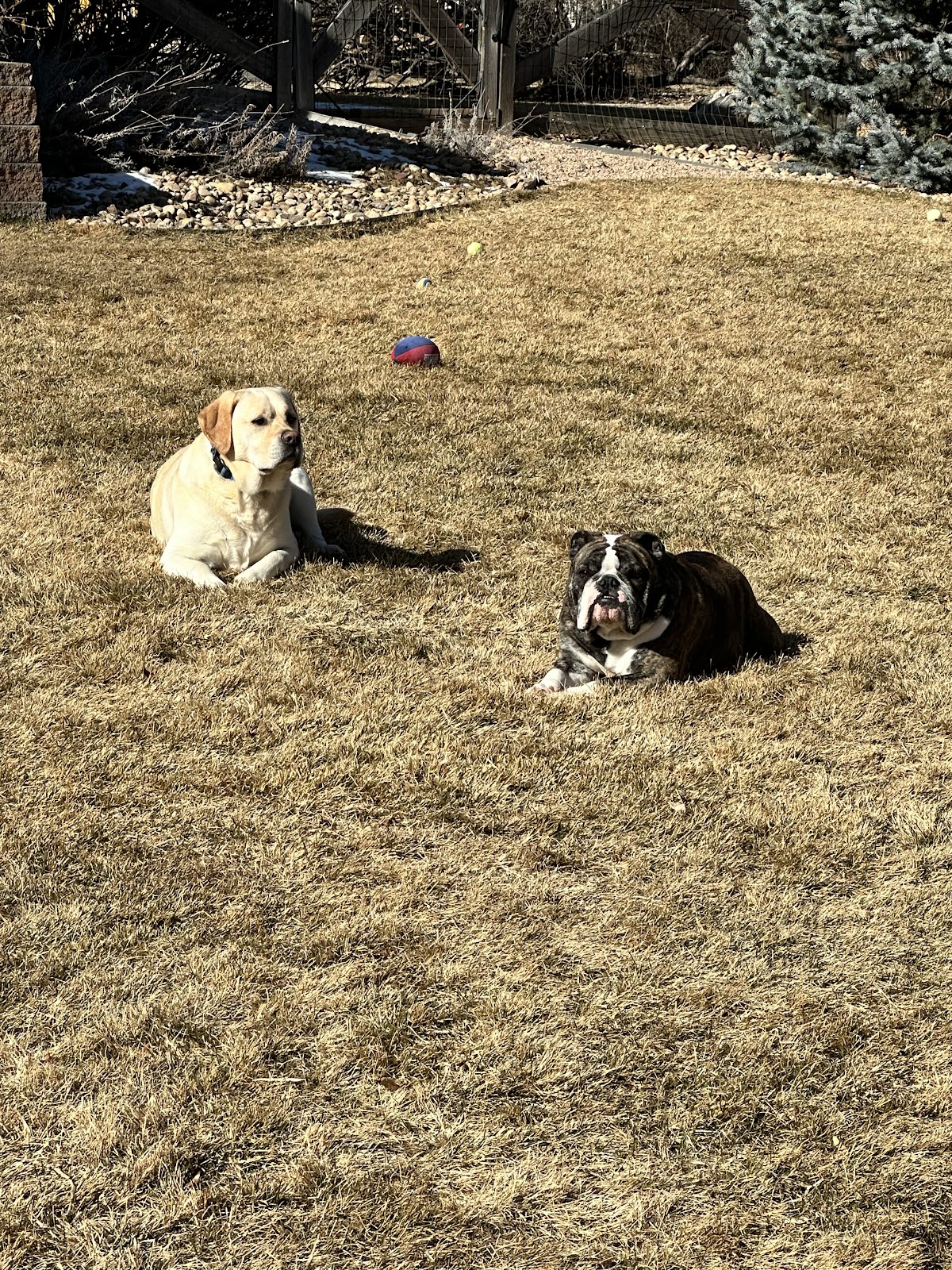 Erie Pooper Scoopers - Photo 4