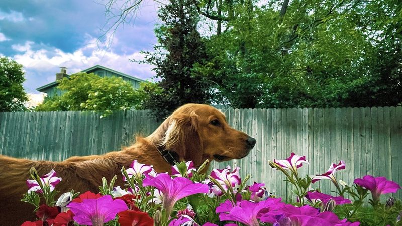 Scoopa D'poop - Photo 2