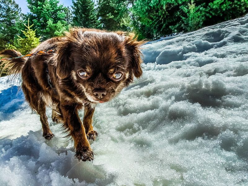 Scoopa D'poop - Photo 4