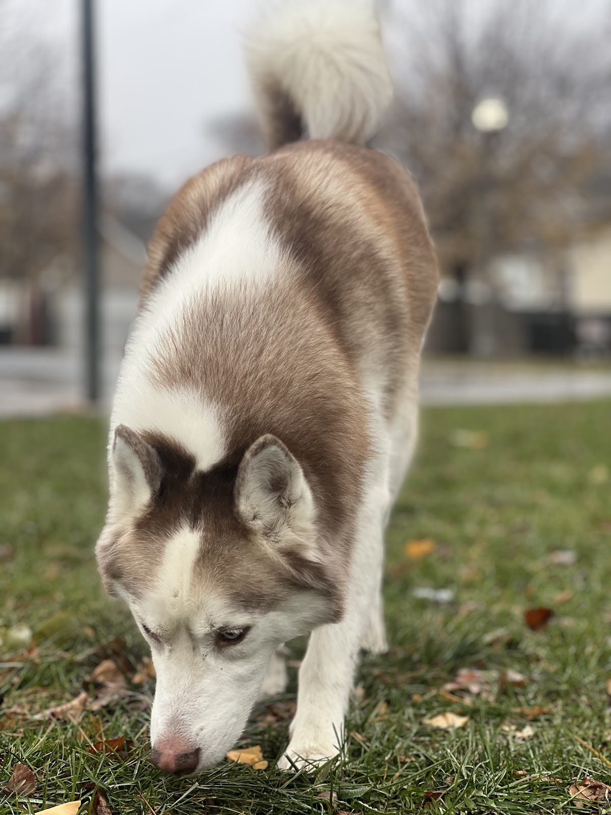 Scoop Squadron - Photo 3