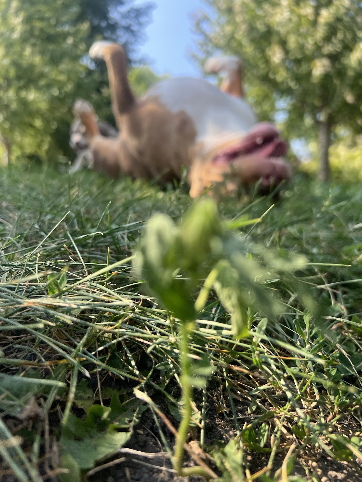 Scoop Squadron - Photo 4