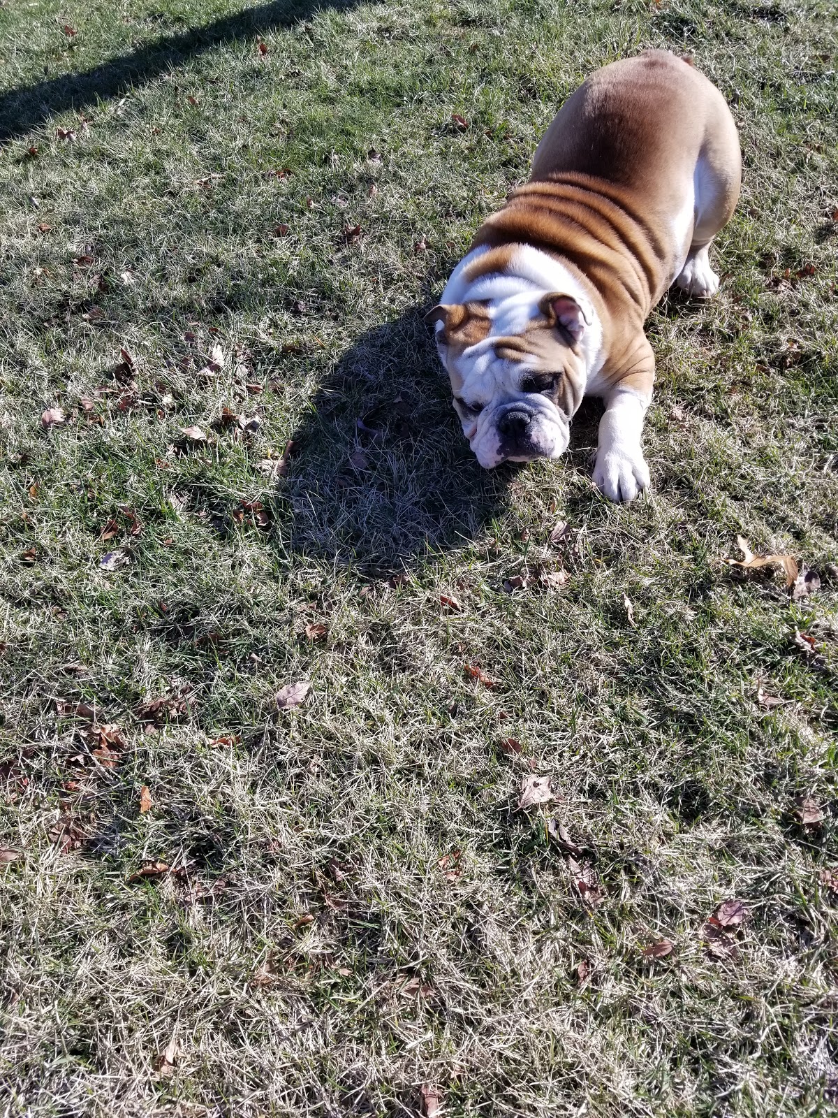 POOP 911 St. Louis - Photo 2