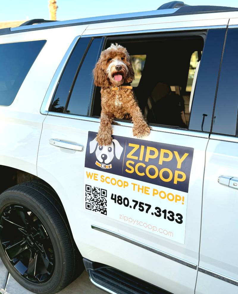 Zippy Scoop - Photo 2
