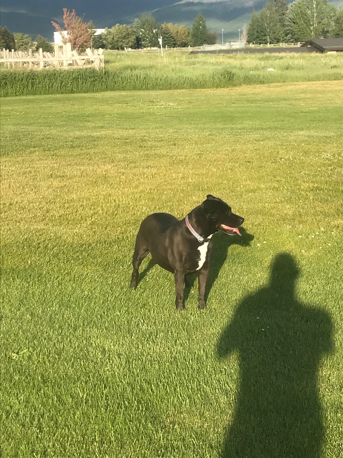 Puppy Pollution Solution LLC