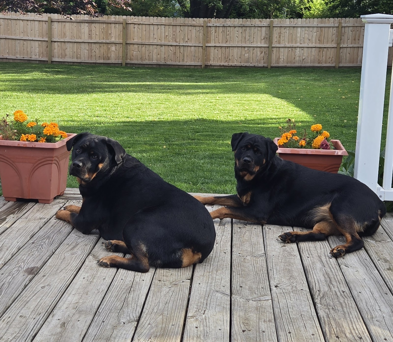 Butt Nugget Scoopers