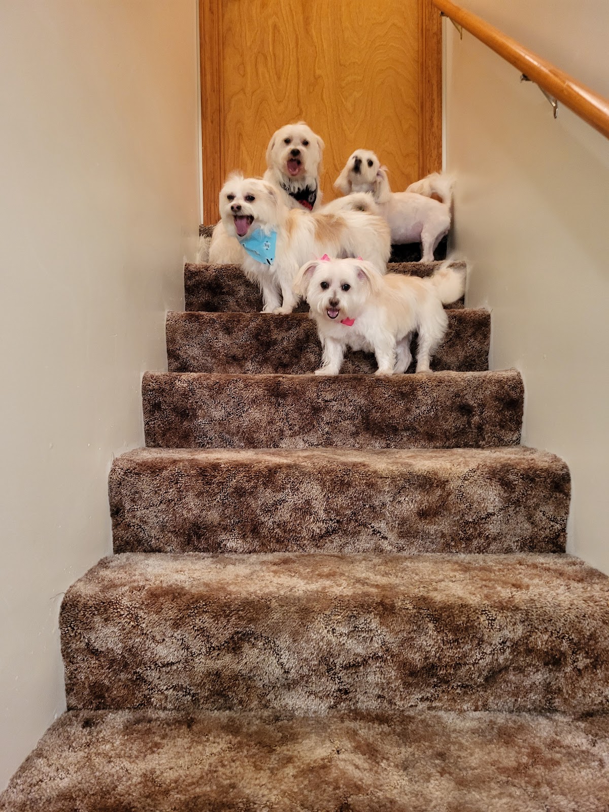 Butt Nugget Scoopers - Photo 2