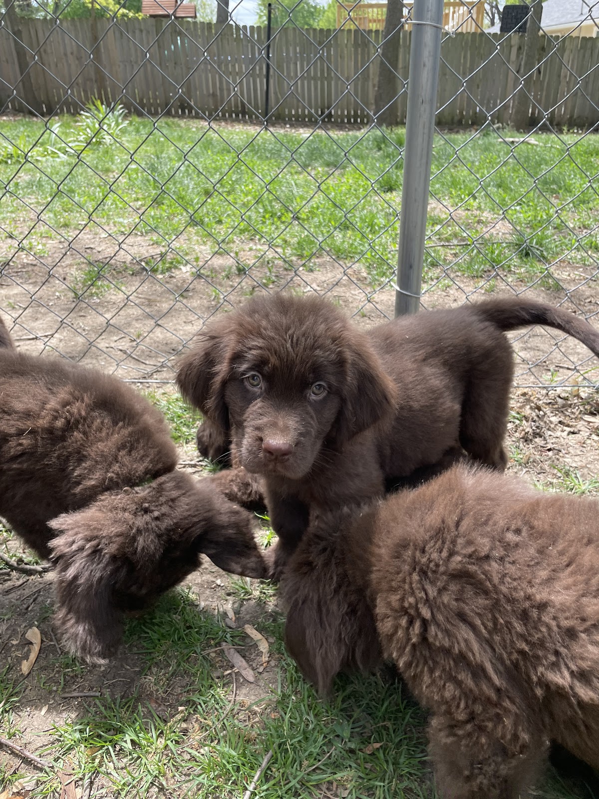 Butt Nugget Scoopers - Photo 3