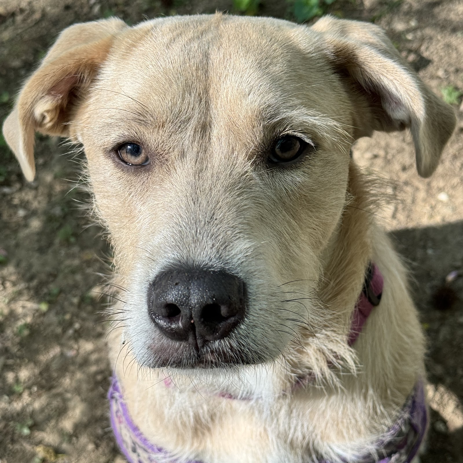 Minnie's Poop Scooping