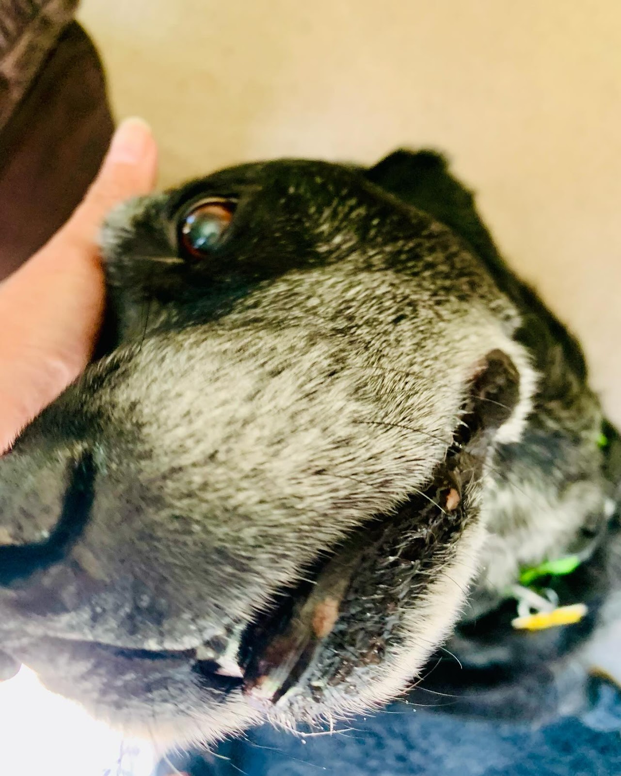 Poop Wizards - Photo 3