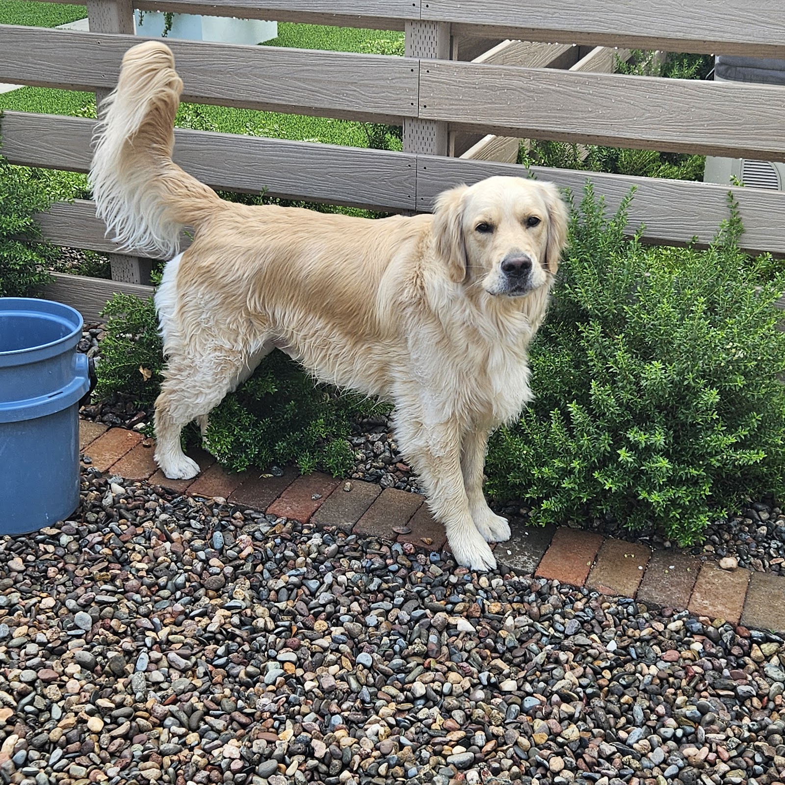 Cut the Crap Pet Sevices - Photo 3