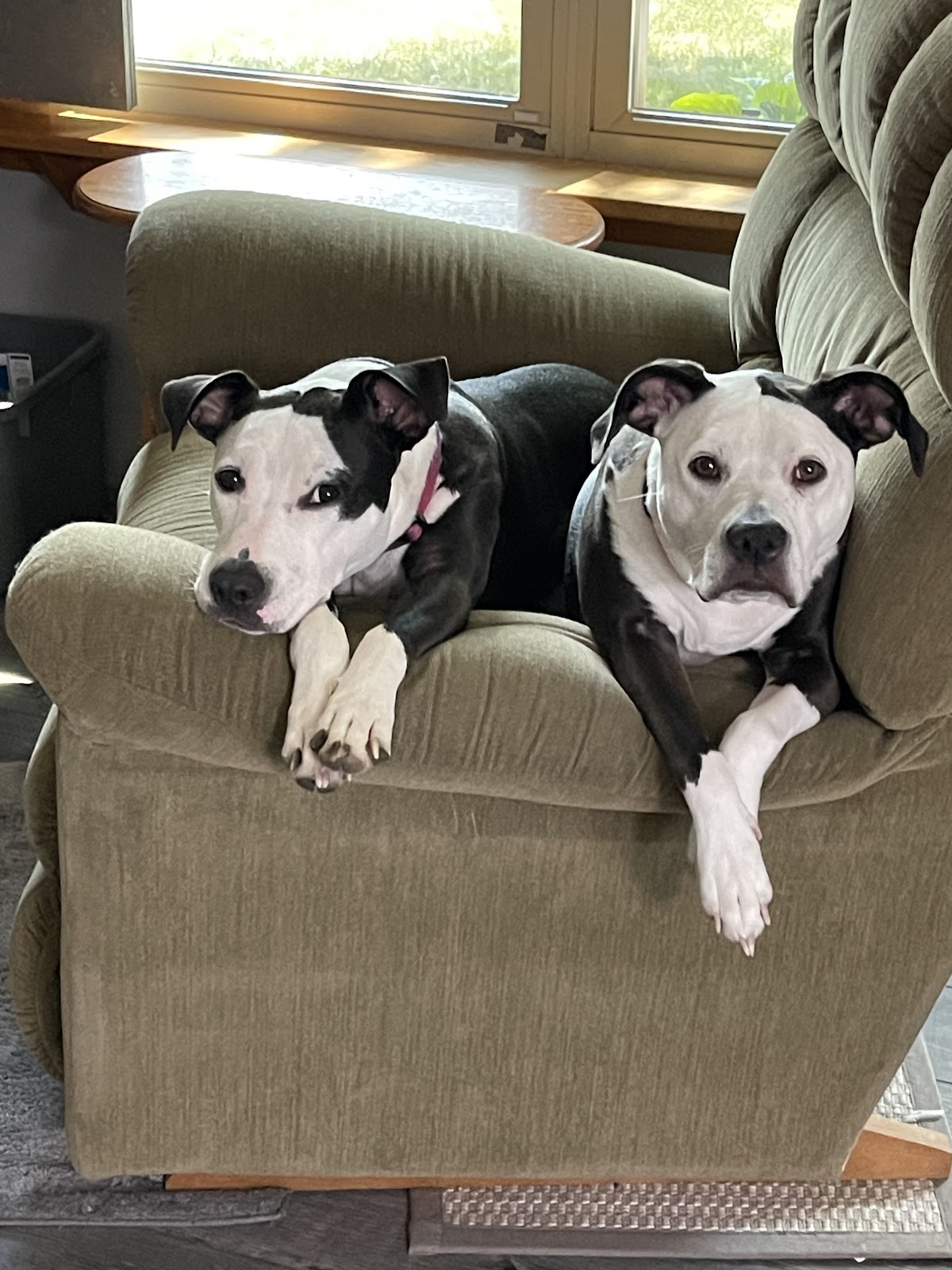 Poo Patrol Pet Waste Removal - Photo 3