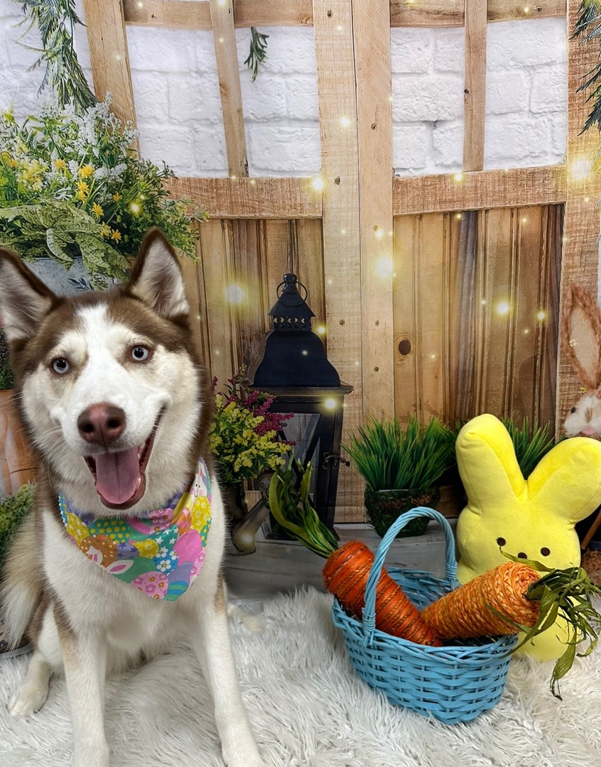 Dutchess County Pooper Scoopers - Photo 3