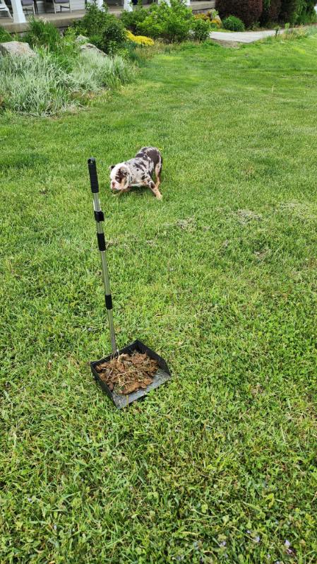 Dutchess County Pooper Scoopers - Photo 4