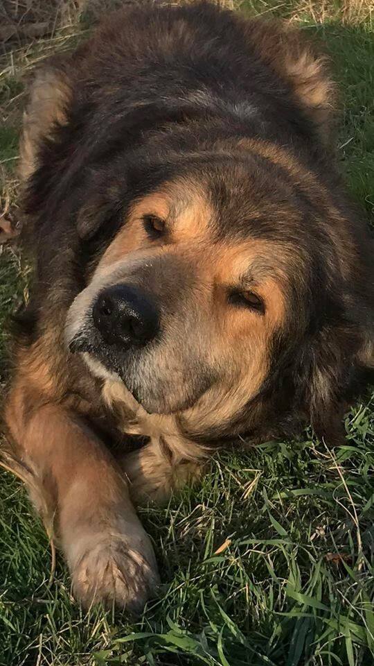 Poof Dog Poop Pickup LLC