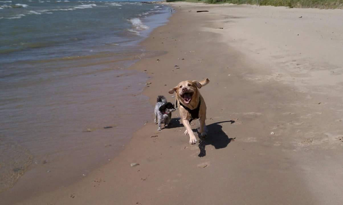 The Pet Buddy Service