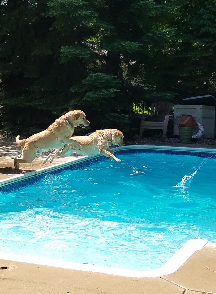 The Pet Buddy Service - Photo 2