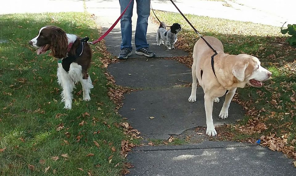 The Pet Buddy Service - Photo 3