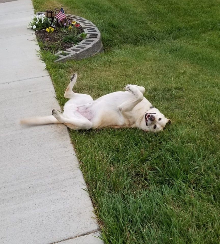 The Pet Buddy Service - Photo 4