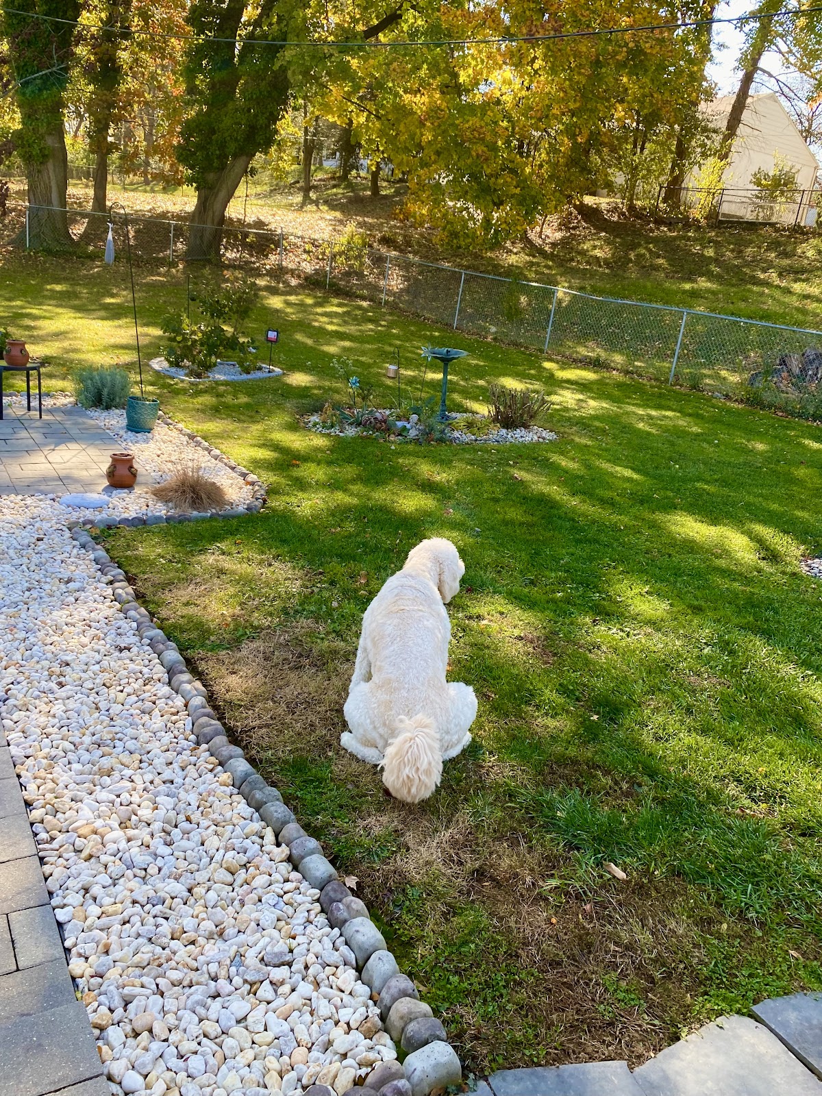 Doggy Diamond Duty - Photo 2